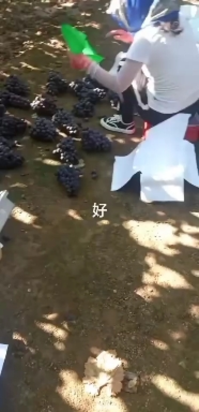 精品巨峰，