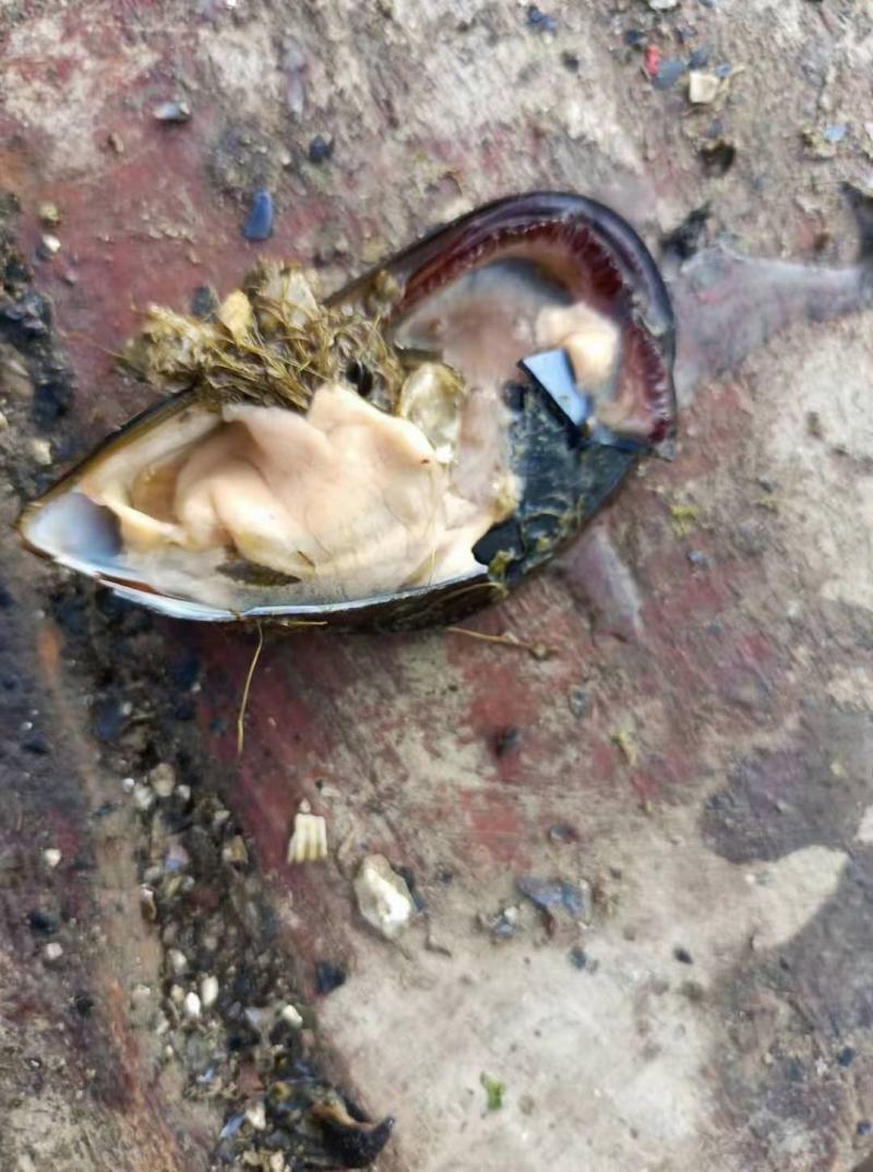 海虹