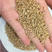浮小麦，中药材浮小麦质量保证现货供应欢迎咨询合作！
