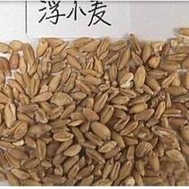 浮小麦，中药材浮小麦质量保证现货供应欢迎咨询合作！