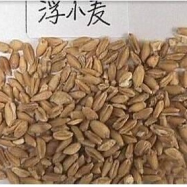 浮小麦，中药材浮小麦质量保证现货供应欢迎咨询合作！