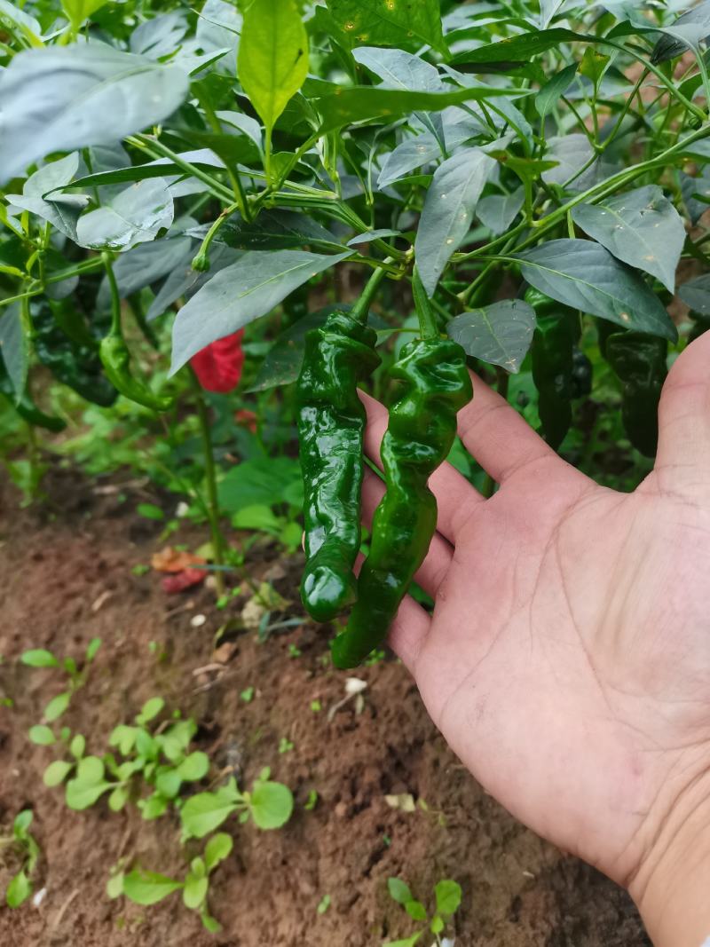 辣椒苗小邹皮邹邹皮辣椒苗，抗病品种，包邮免费技术指
