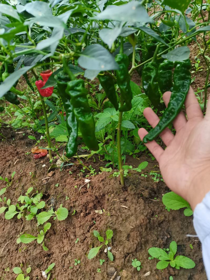辣椒苗小邹皮邹邹皮辣椒苗，抗病品种，包邮免费技术指