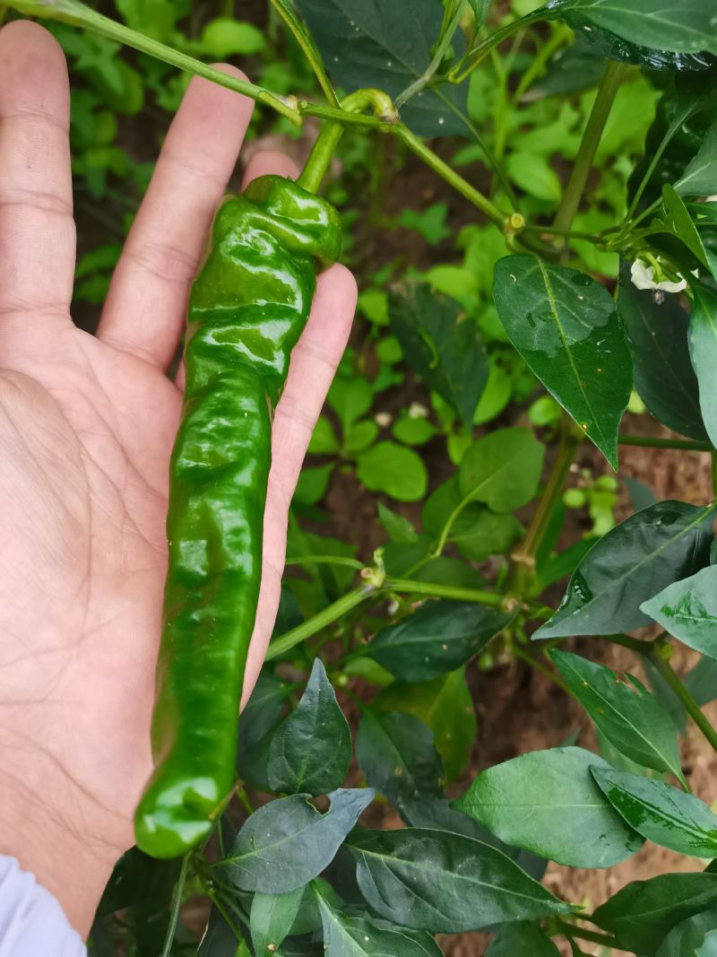 辣椒苗小邹皮邹邹皮辣椒苗，抗病品种，包邮免费技术指