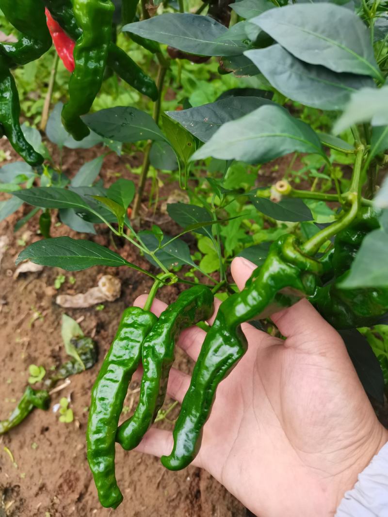 辣椒苗小邹皮邹邹皮辣椒苗，抗病品种，包邮免费技术指