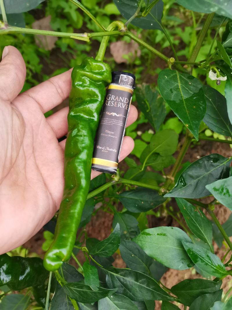 辣椒苗小邹皮邹邹皮辣椒苗，抗病品种，包邮免费技术指
