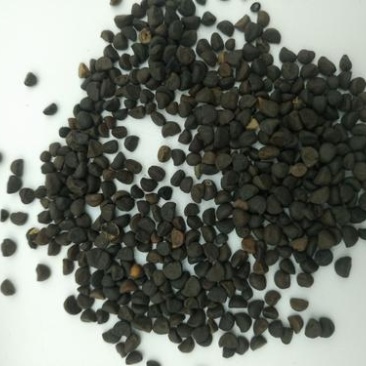 牵牛子，黑白丑野生新货质量保证现货供应欢迎咨询合作！