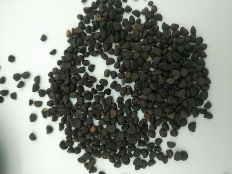牵牛子，黑白丑野生新货质量保证现货供应欢迎咨询合作！