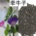 牵牛子，黑白丑野生新货质量保证现货供应欢迎咨询合作！
