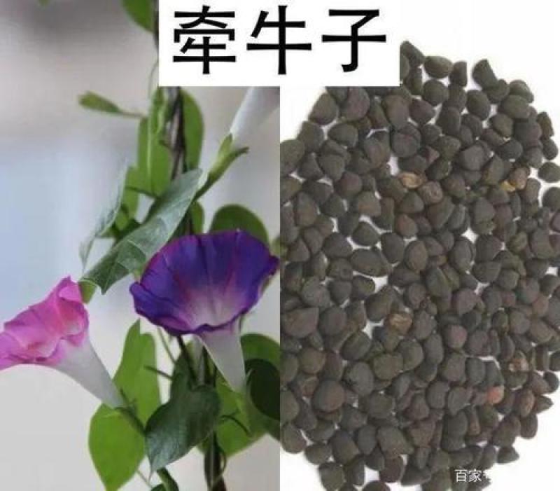 牵牛子，黑白丑野生新货质量保证现货供应欢迎咨询合作！