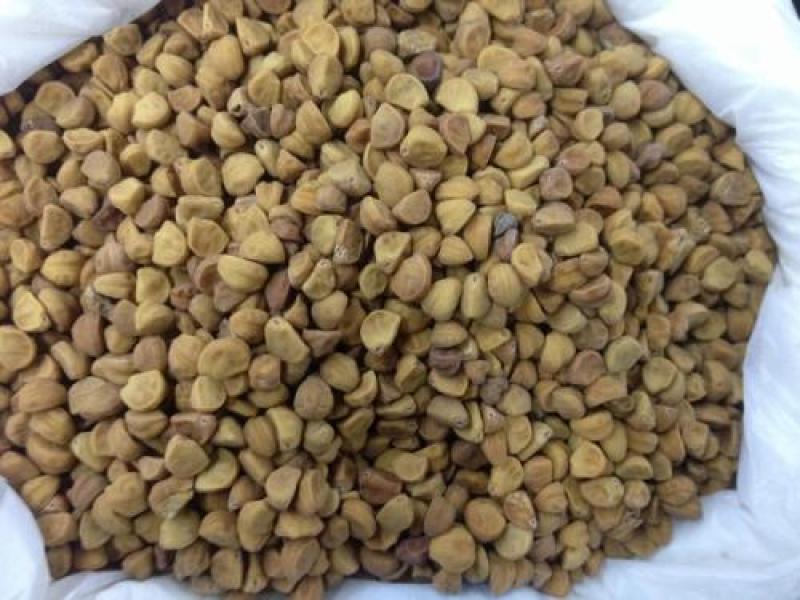 牵牛子，黑白丑野生新货质量保证现货供应欢迎咨询合作！