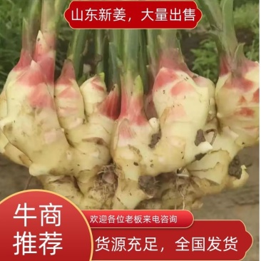 山东红芽鲜姜大量上市了，货源充足，全国发货，保质保量
