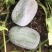 水果冬瓜，个头均匀，品质好，各种冬瓜充足