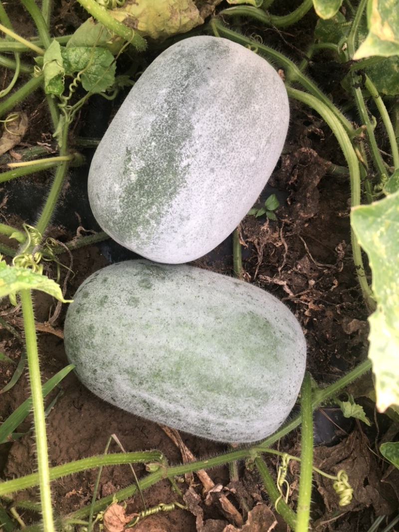 水果冬瓜，个头均匀，品质好，各种冬瓜充足