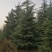 南京大型雪松种植基地，大量低价出售2～8米雪松量大价优