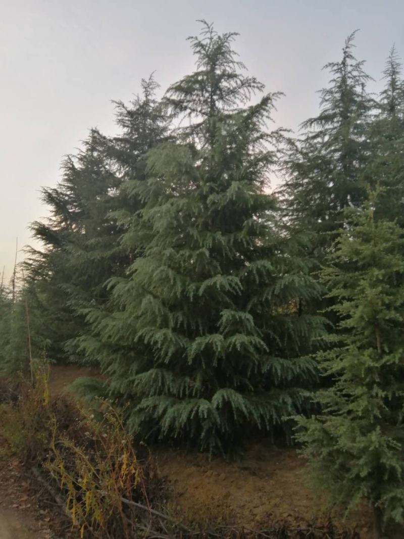 南京大型雪松种植基地，大量低价出售2～8米雪松量大价优