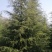 南京大型雪松种植基地，大量低价出售2～8米雪松量大价优