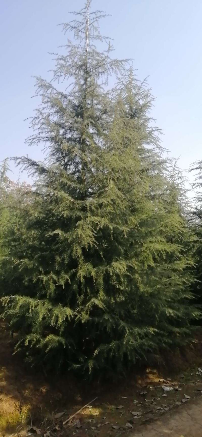 南京大型雪松种植基地，大量低价出售2～8米雪松量大价优