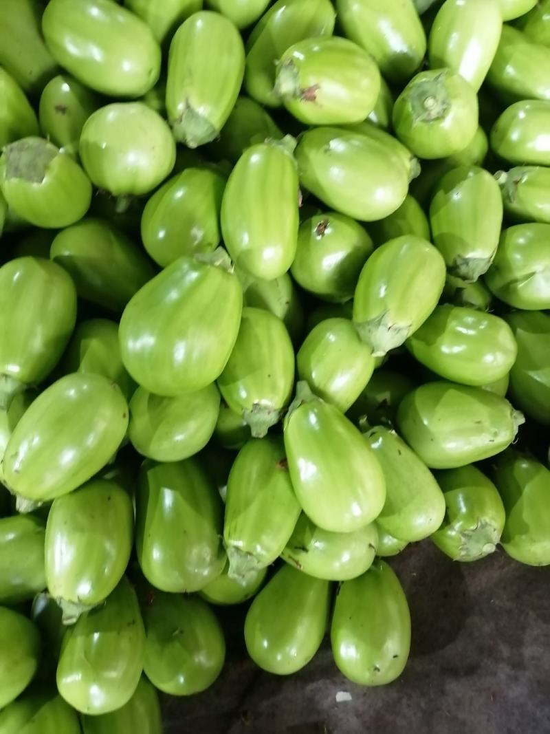 河南省内黄县王呆昌爪果蔬菜青茄上市