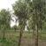 柳树5-20公分金丝垂柳，竹柳，绿化，景区用树