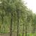 柳树5-20公分金丝垂柳，竹柳，绿化，景区用树