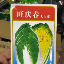 韩国大黄芯大白菜种子抗病毒能力强耐抽苔