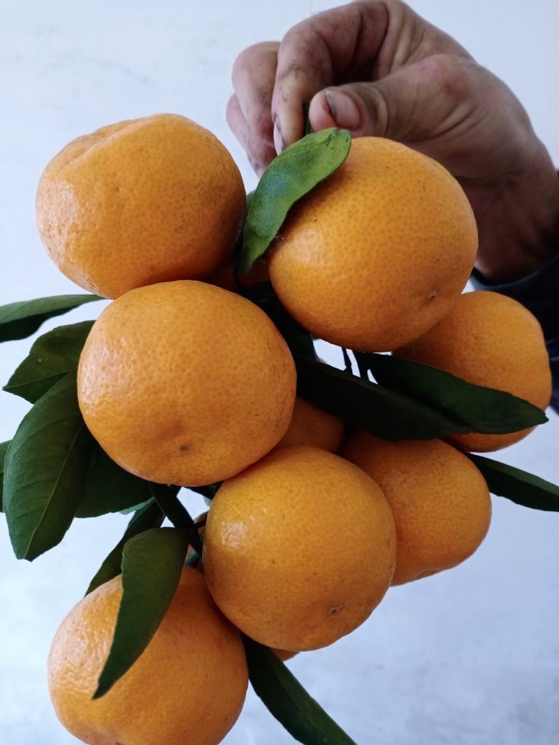 城固柑桔囗感好汁多无渣色泽光亮皮薄无籽一手货源