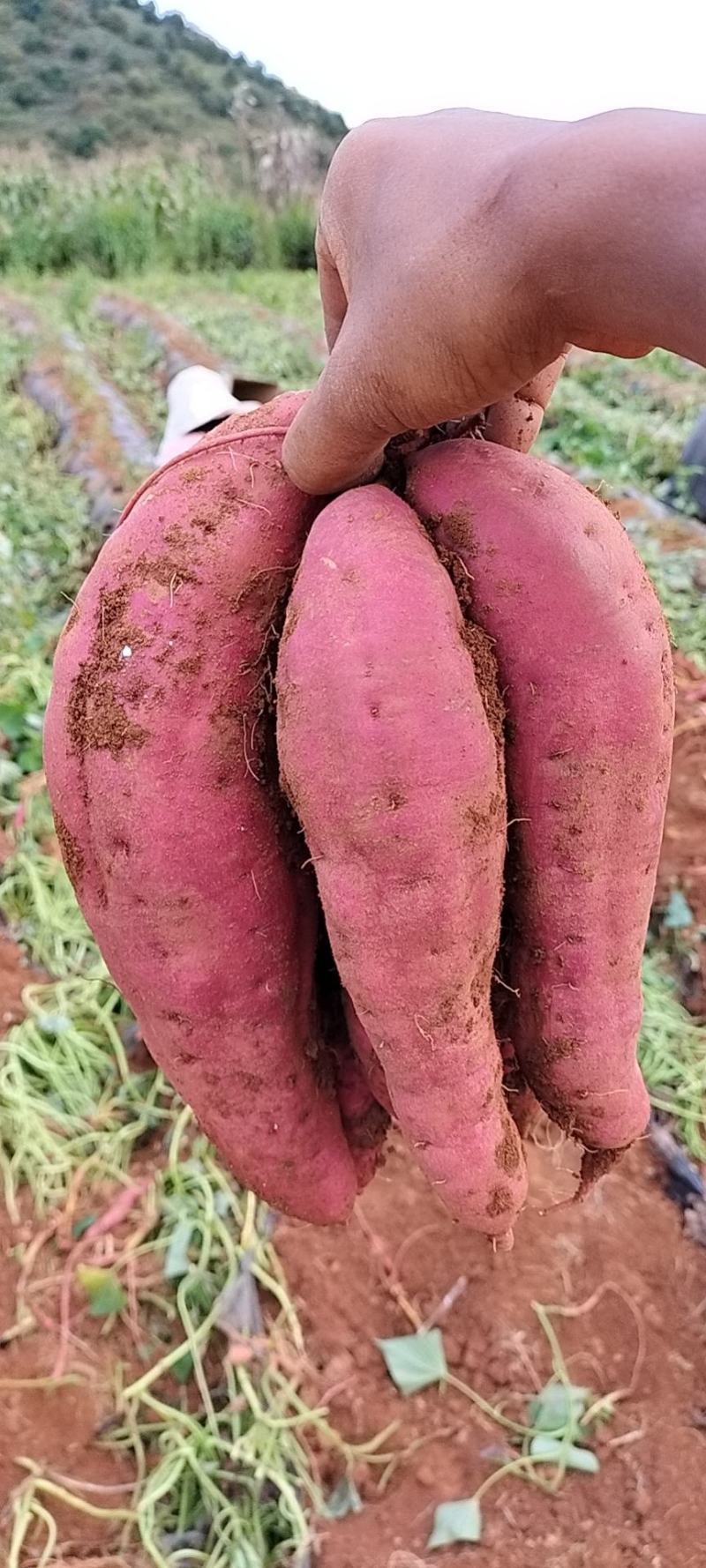西瓜红，红皮王