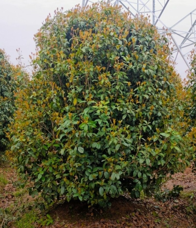 八月桂，精品八月桂地径2一20公分大量供应，全国包邮