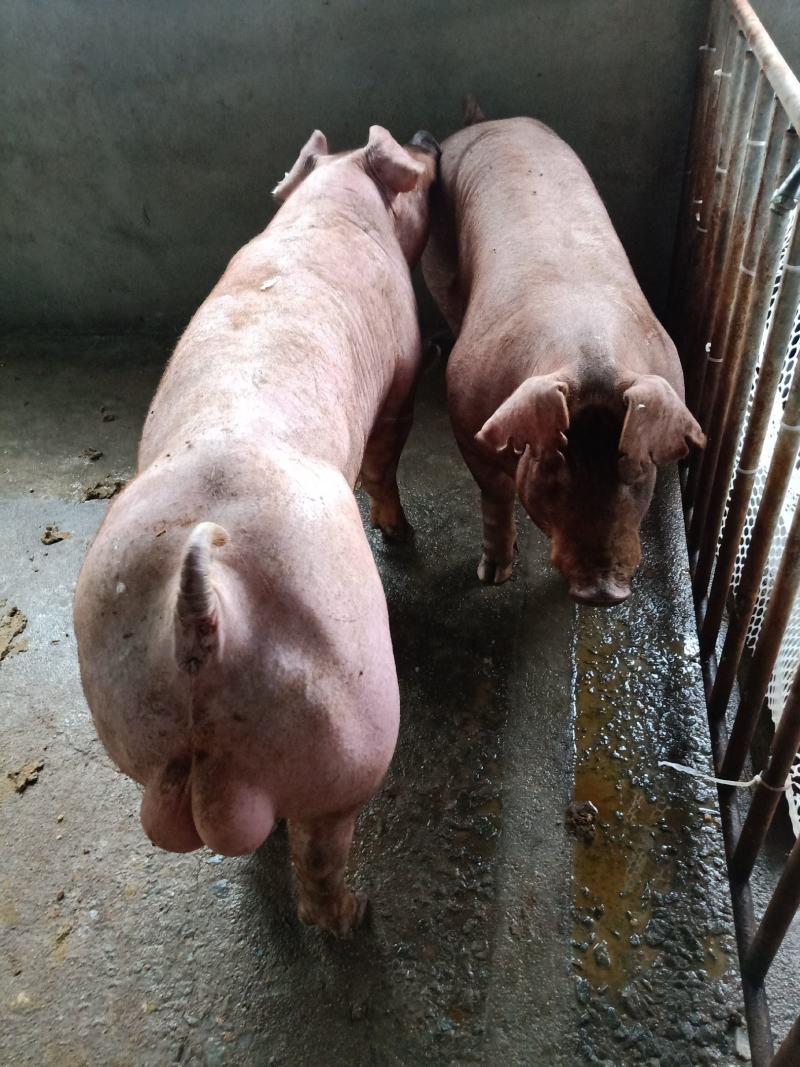 （热销）新美系杜洛克种猪，新美系巴克夏种猪母猪