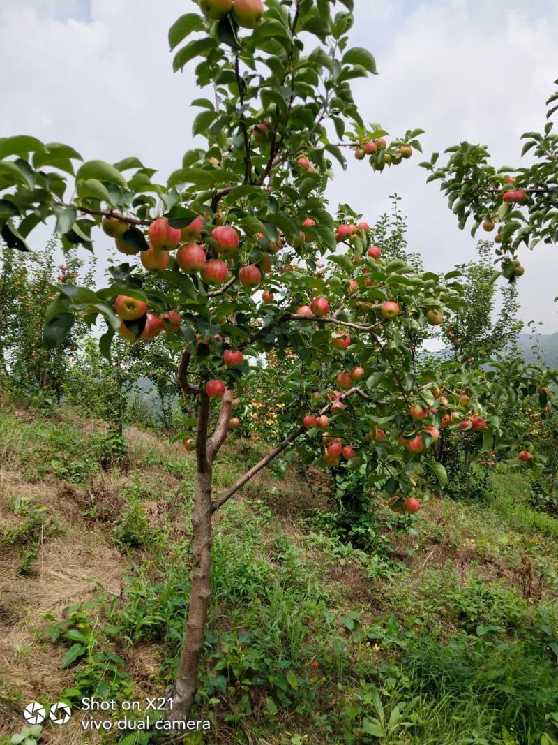 大量123小苹果上市