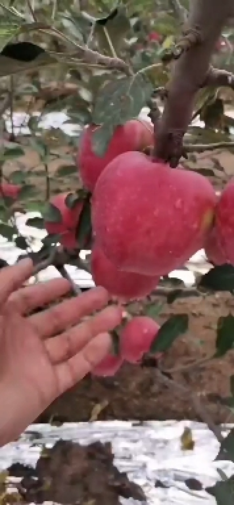 潍坊苹果，红星，纸袋红星大量上市口感脆甜可口