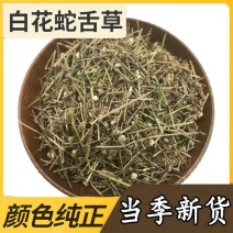 蛇舌草精品白花蛇舌草水白花蛇草蛇舌草白花蛇舌草