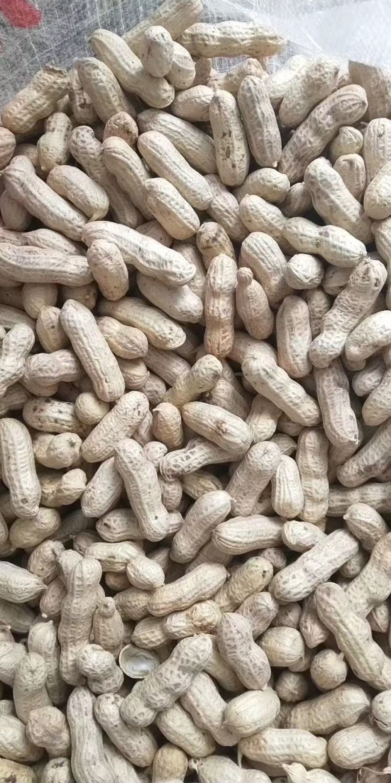 【推荐】白城市洮南本地四粒红色选果花生质量保证合作共赢