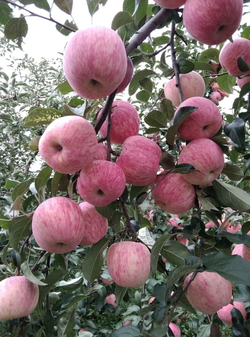 云南昭通新世纪苹果颜色鲜美，口感不错，是昭通独特产品。