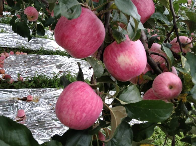 云南昭通新世纪苹果颜色鲜美，口感不错，是昭通独特产品。