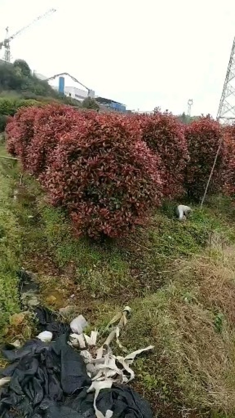 红继木球，大量供应冠幅1一2米冠幅，形态饱满，成活率高
