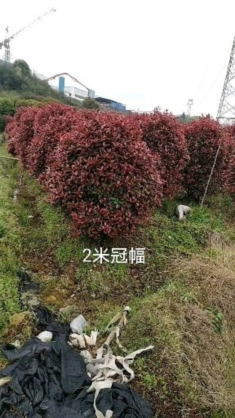 红继木球，大量供应冠幅1一2米冠幅，形态饱满，成活率高