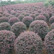 红继木球，大量供应冠幅1一2米冠幅，形态饱满，成活率高
