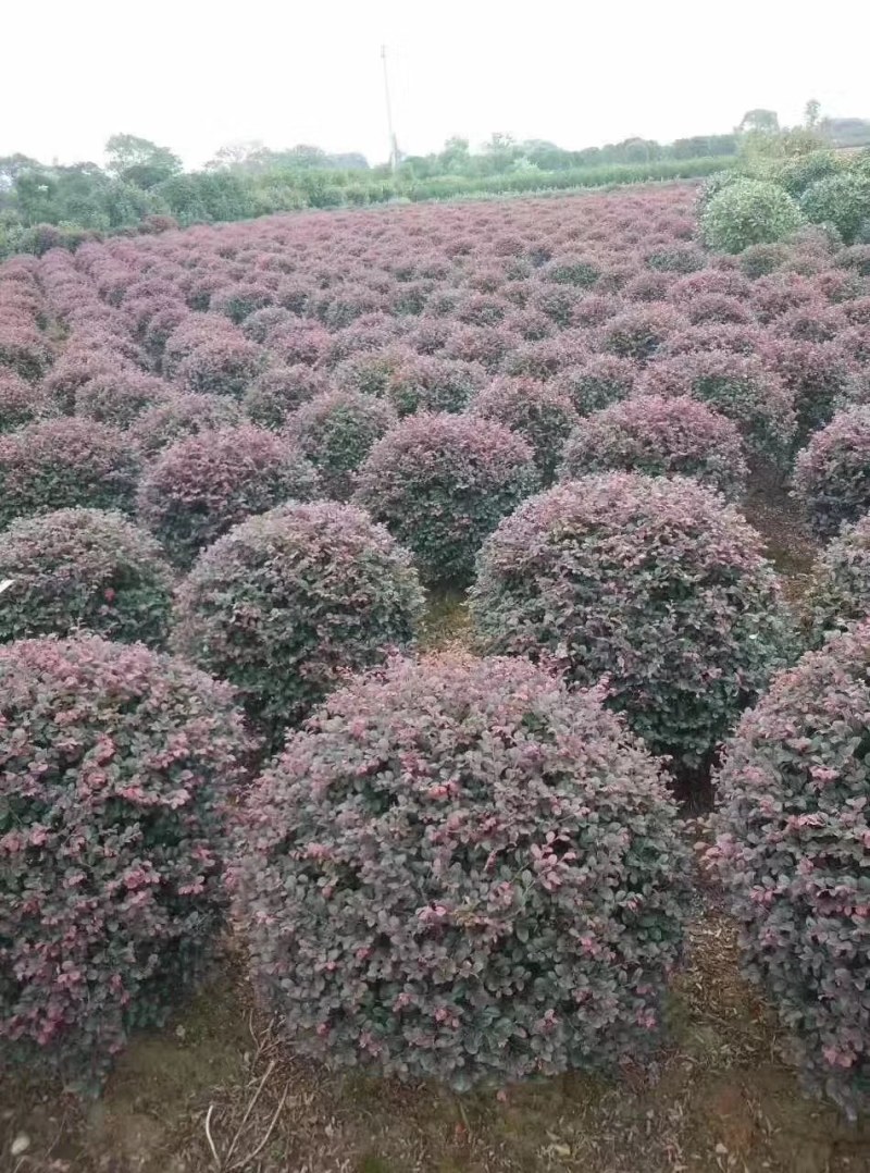 红继木球，大量供应冠幅1一2米冠幅，形态饱满，成活率高