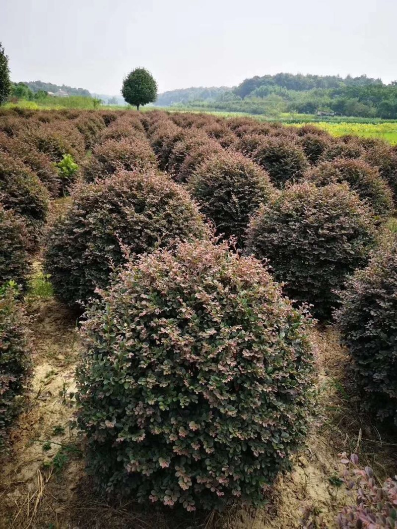 红继木球，大量供应冠幅1一2米冠幅，形态饱满，成活率高