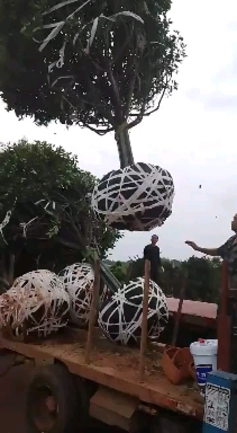 丹桂树，精品高杆红花丹桂树大量出售，欢迎订购