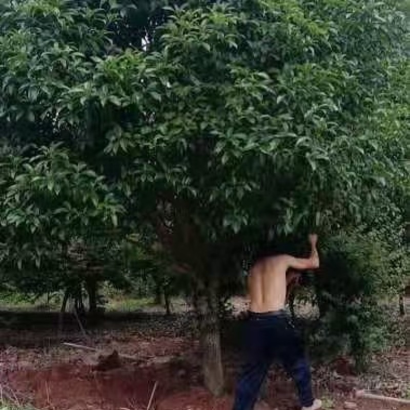 丹桂树，精品高杆红花丹桂树大量出售，欢迎订购