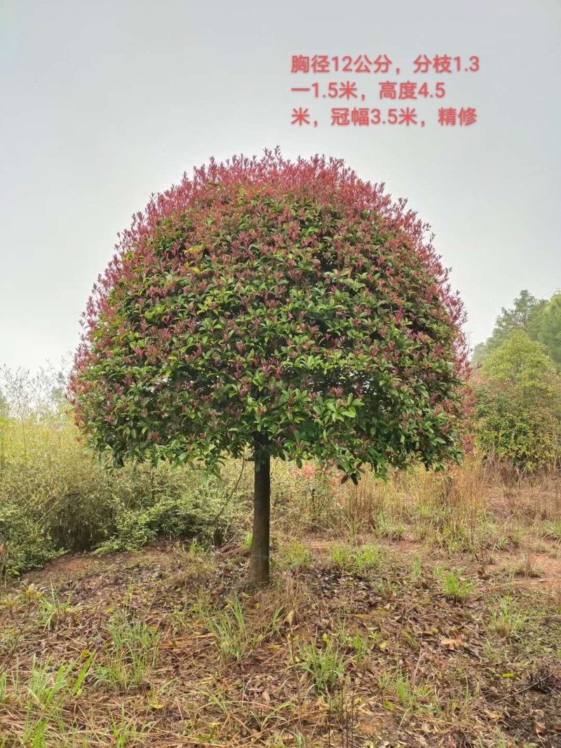 丹桂树，精品高杆红花丹桂树大量出售，欢迎订购