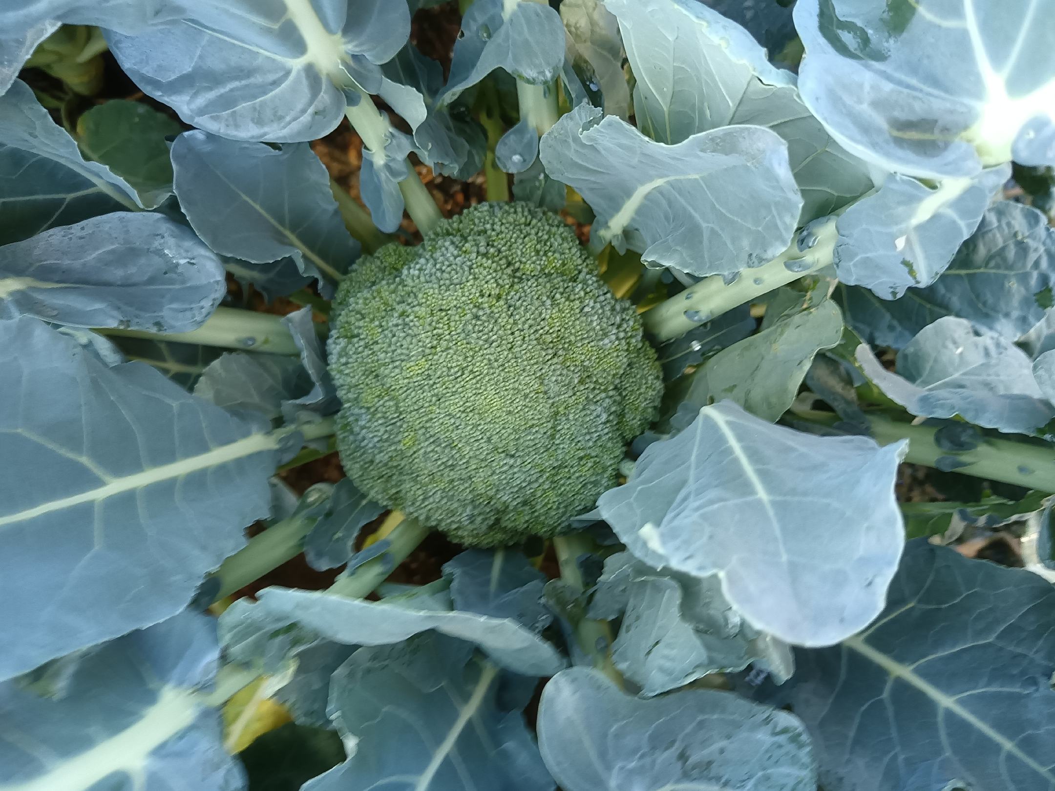 西兰花植物特写