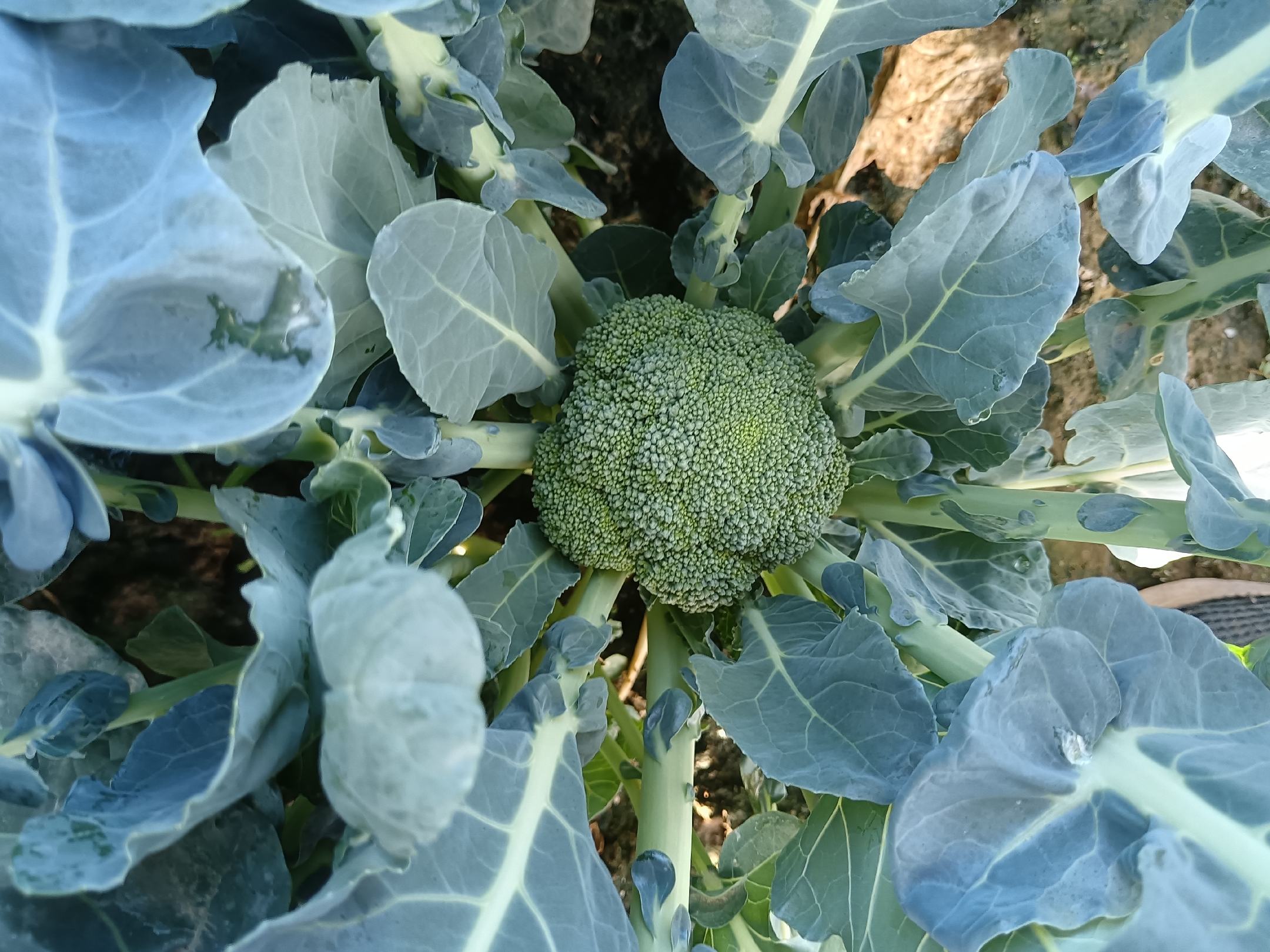 羽衣甘蓝与西兰花对比图