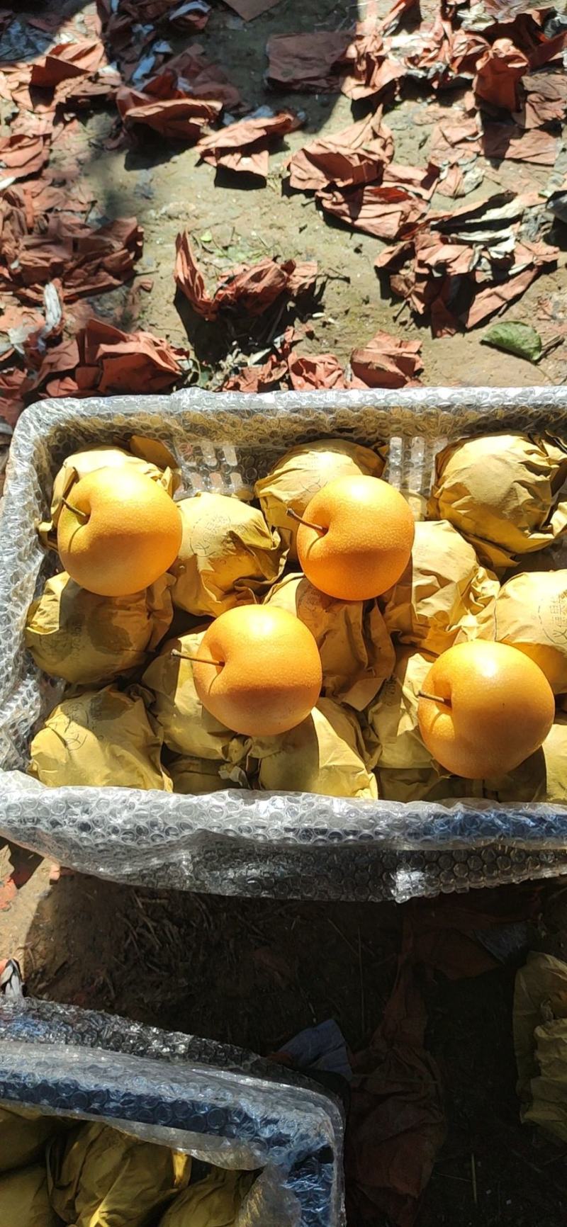 （优选）秋月梨.*美秋月大量有货，品质好