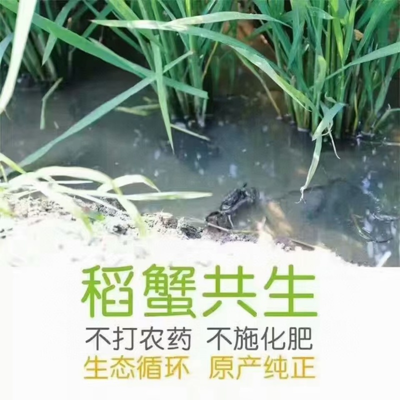 正宗盘锦稻田蟹产地直发