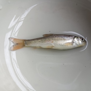 细鳞鱼裂腹鱼，雅鱼重口齐口四川裂腹长须短须中华裂腹