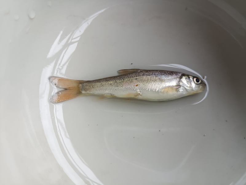 细鳞鱼裂腹鱼，雅鱼重口齐口四川裂腹长须短须中华裂腹